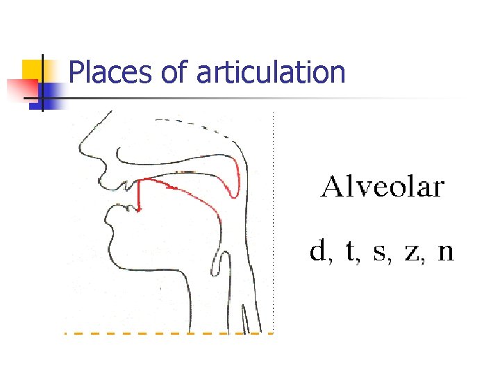 Places of articulation 