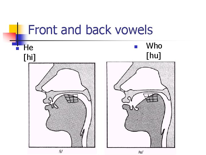 Front and back vowels n He [hi] n Who [hu] 