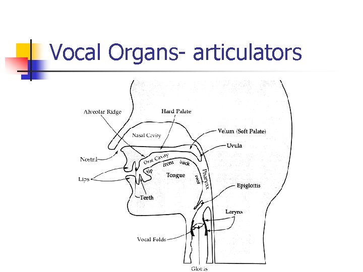 Vocal Organs- articulators 