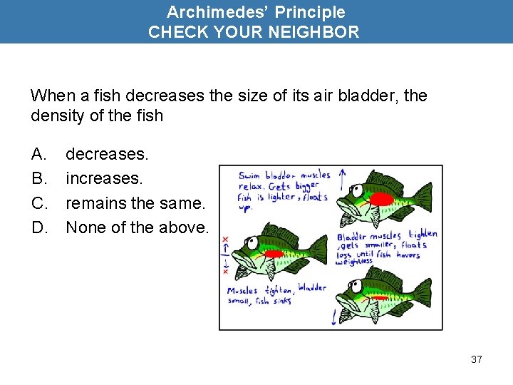 Archimedes’ Principle CHECK YOUR NEIGHBOR When a fish decreases the size of its air