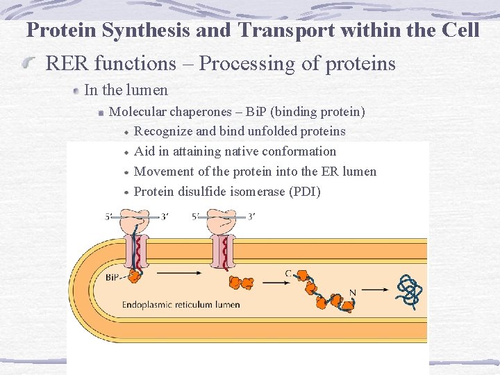 Protein Synthesis and Transport within the Cell RER functions – Processing of proteins In Protein Synthesis and Transport within the Cell RER functions – Processing of proteins In