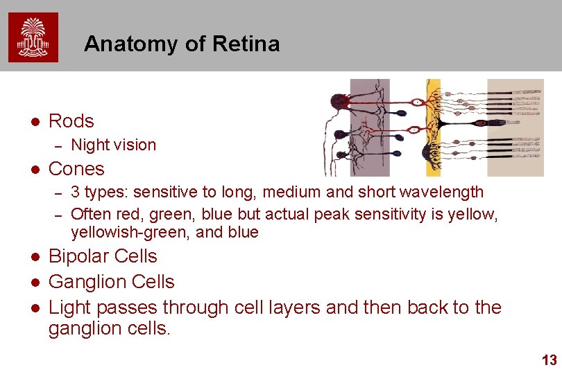 Anatomy of Retina l Rods – l Cones – – l l l Night Anatomy of Retina l Rods – l Cones – – l l l Night
