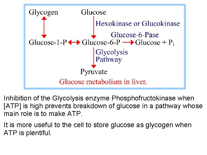 Inhibition of the Glycolysis enzyme Phosphofructokinase when [ATP] is high prevents breakdown of glucose