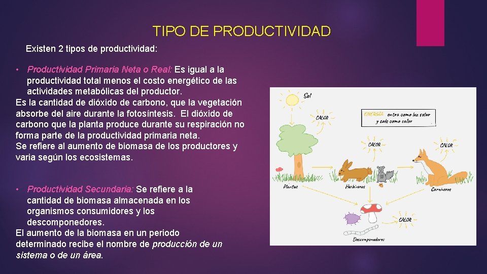 PRODUCTIVIDAD DE UN ECOSISTEMA Los organismos auttrofos ya