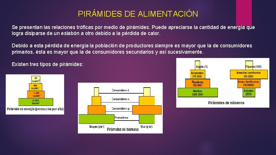 PIRÁMIDES DE ALIMENTACIÓN Se presentan las relaciones tróficas por medio de pirámides. Puede apreciarse