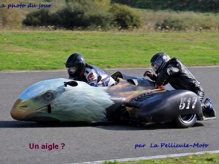 Un aigle ? 