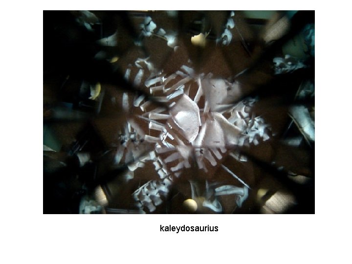 kaleydosaurius 