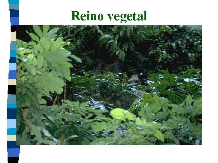 Reino vegetal 