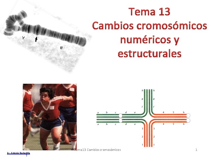 Tema 13 Cambios cromosómicos numéricos y estructurales Dr. Antonio Barbadilla 1 Tema 13 Cambios