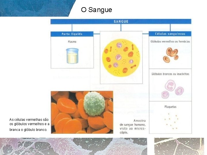 O Sangue As células vermelhas são os glóbulos vermelhos e a branca o glóbulo