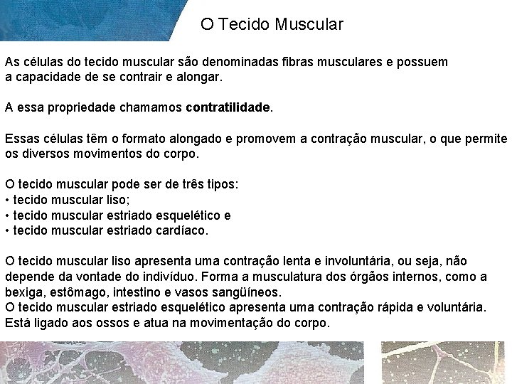 O Tecido Muscular As células do tecido muscular são denominadas fibras musculares e possuem
