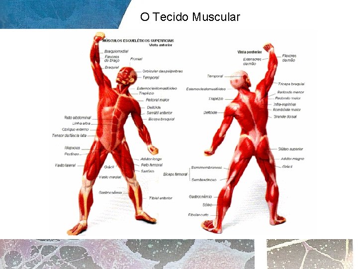O Tecido Muscular 