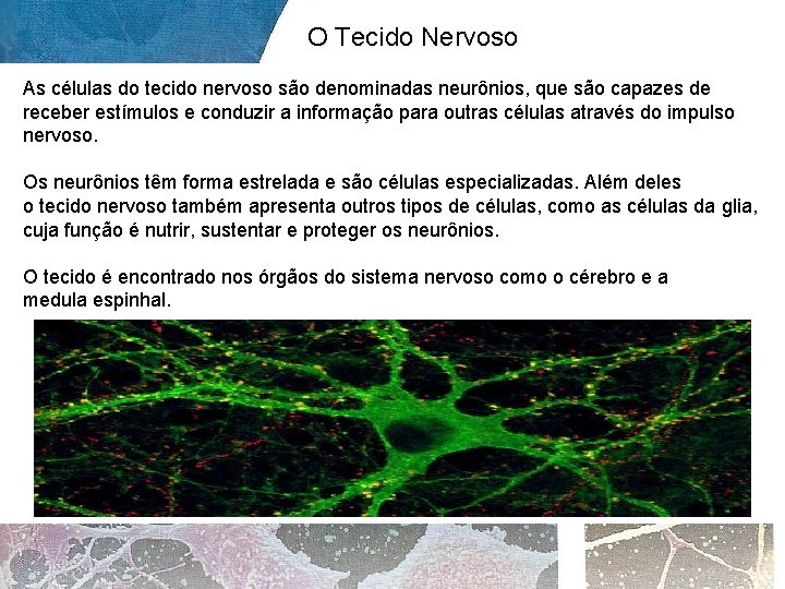 O Tecido Nervoso As células do tecido nervoso são denominadas neurônios, que são capazes