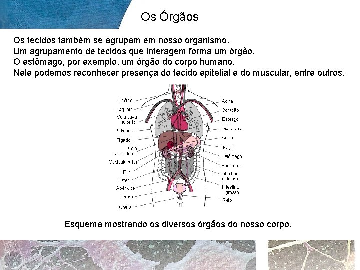 Os Órgãos Os tecidos também se agrupam em nosso organismo. Um agrupamento de tecidos