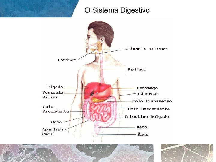 O Sistema Digestivo 