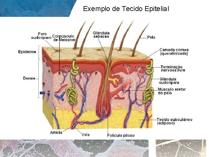 Exemplo de Tecido Epitelial 