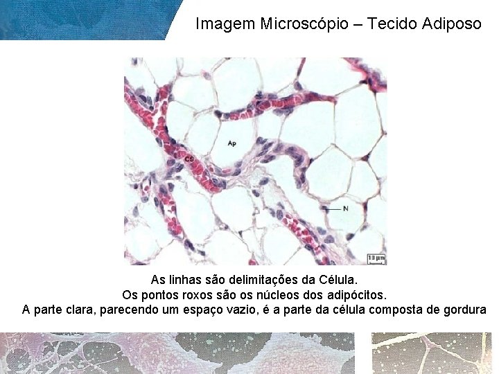 Imagem Microscópio – Tecido Adiposo As linhas são delimitações da Célula. Os pontos roxos