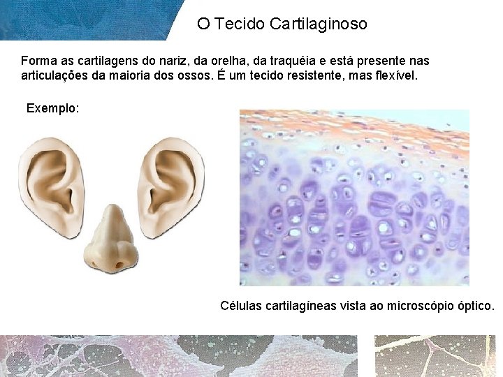 O Tecido Cartilaginoso Forma as cartilagens do nariz, da orelha, da traquéia e está