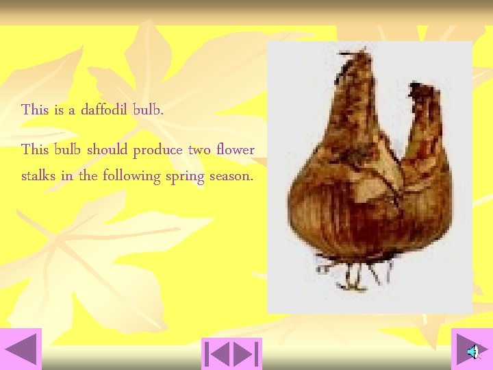 This is a daffodil bulb. This bulb should produce two flower stalks in the