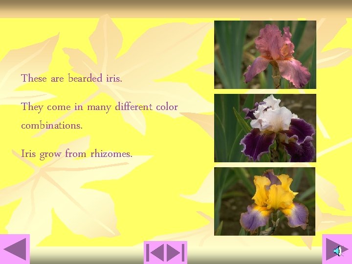 These are bearded iris. They come in many different color combinations. Iris grow from