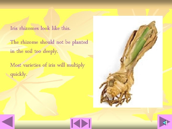 Iris rhizomes look like this. The rhizome should not be planted in the soil