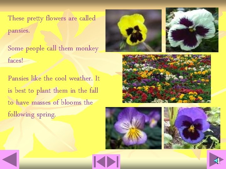 These pretty flowers are called pansies. Some people call them monkey faces! Pansies like