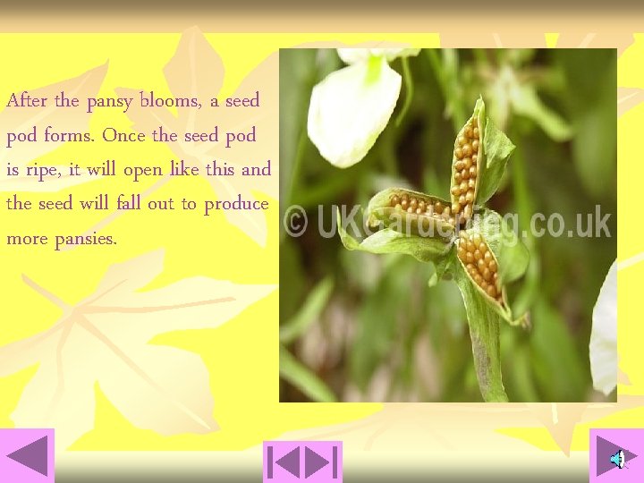 After the pansy blooms, a seed pod forms. Once the seed pod is ripe,