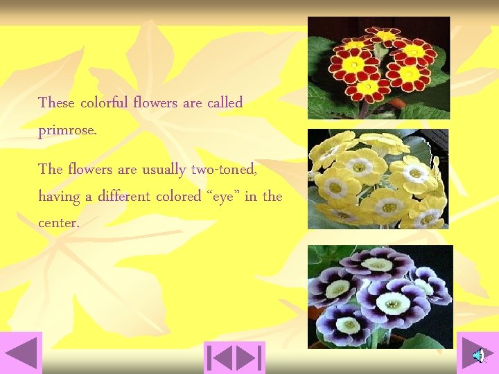 These colorful flowers are called primrose. The flowers are usually two-toned, having a different