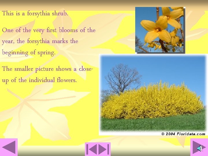 This is a forsythia shrub. One of the very first blooms of the year,