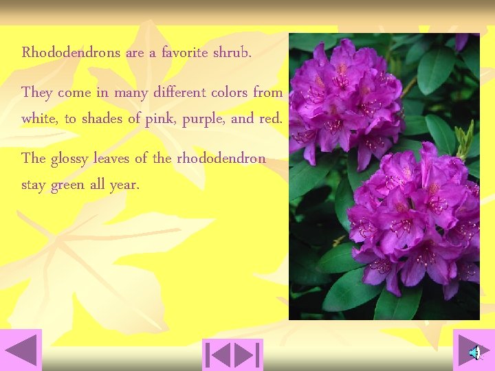 Rhododendrons are a favorite shrub. They come in many different colors from white, to