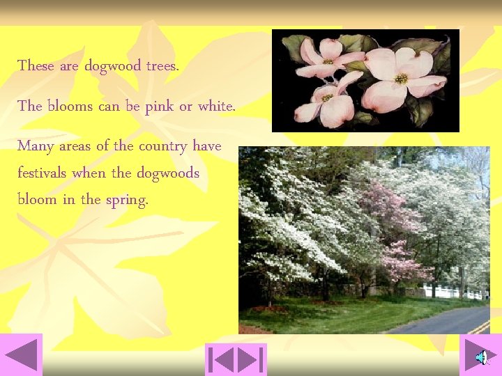 These are dogwood trees. The blooms can be pink or white. Many areas of