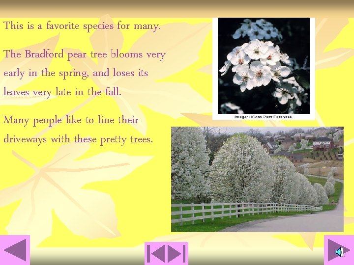 This is a favorite species for many. The Bradford pear tree blooms very early
