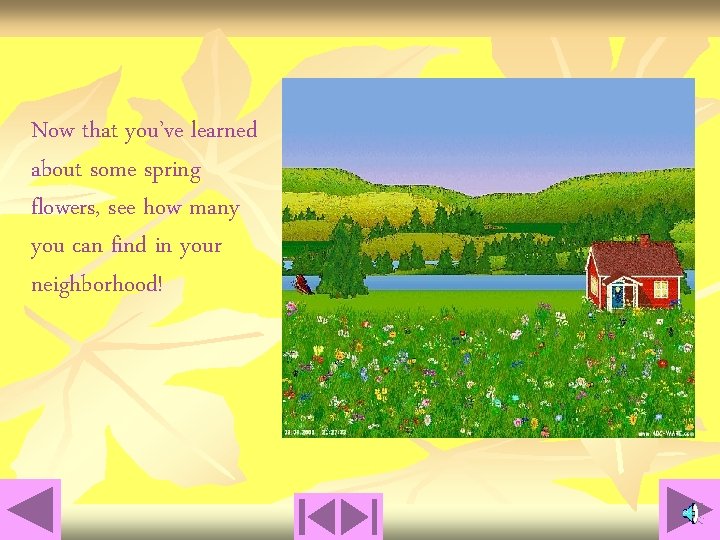 Now that you’ve learned about some spring flowers, see how many you can find