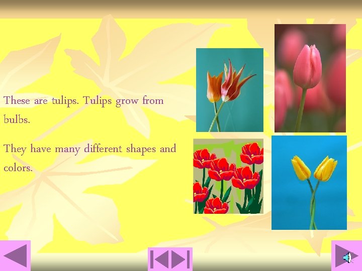 These are tulips. Tulips grow from bulbs. They have many different shapes and colors.