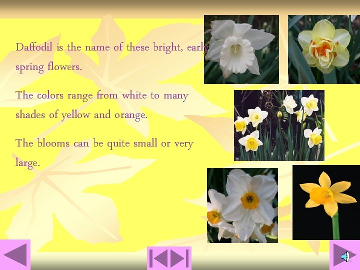 Daffodil is the name of these bright, early spring flowers. The colors range from