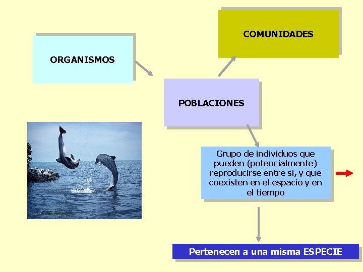 COMUNIDADES ORGANISMOS POBLACIONES Grupo de individuos que pueden (potencialmente) reproducirse entre sí, y que