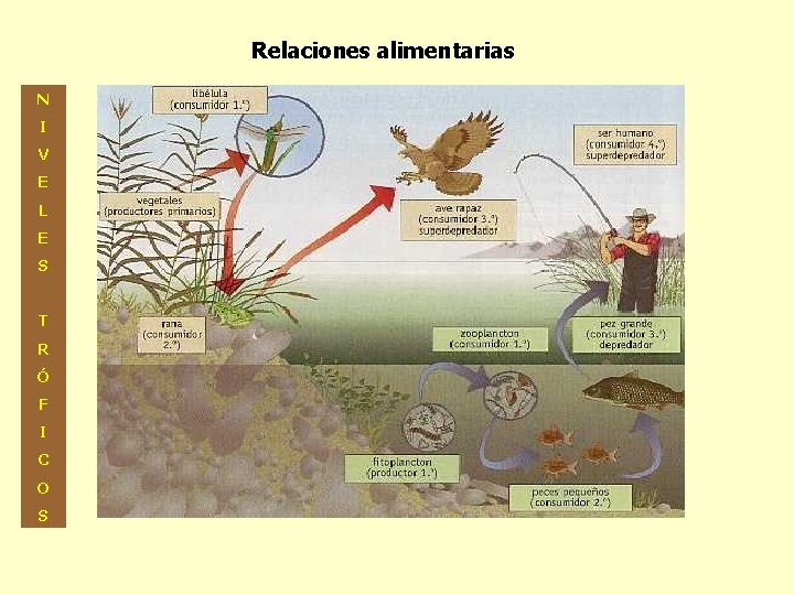 Relaciones alimentarias N I V E L E S T R Ó F I