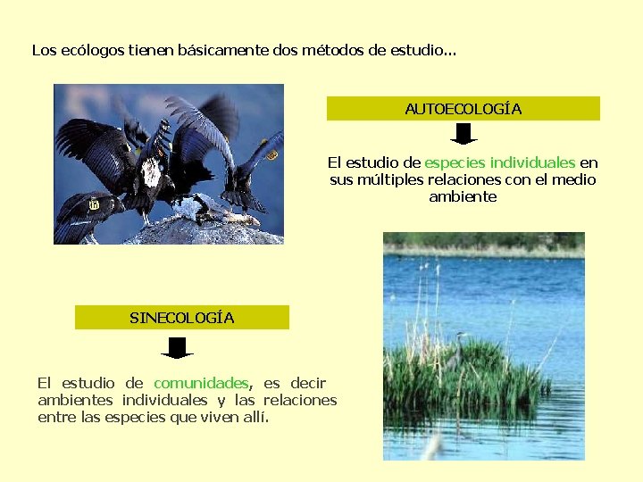 Los ecólogos tienen básicamente dos métodos de estudio. . . AUTOECOLOGÍA El estudio de