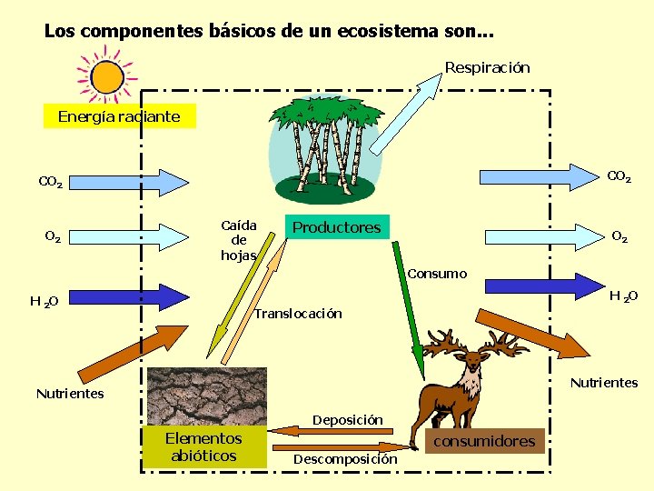 Los componentes básicos de un ecosistema son. . . Respiración Energía radiante CO 2