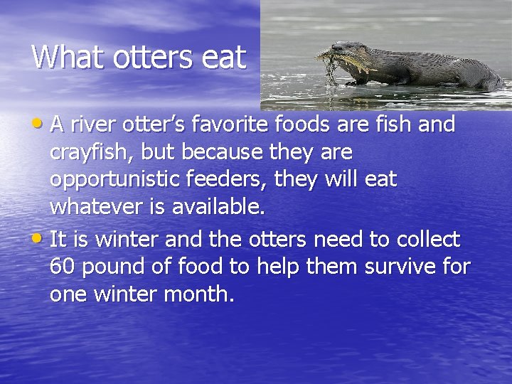 What otters eat • A river otter’s favorite foods are fish and crayfish, but