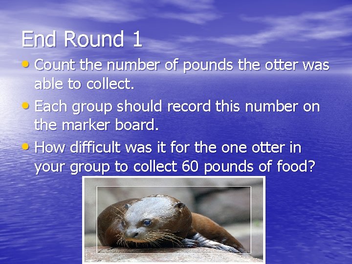 End Round 1 • Count the number of pounds the otter was able to