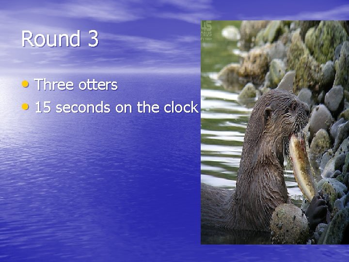 Round 3 • Three otters • 15 seconds on the clock 