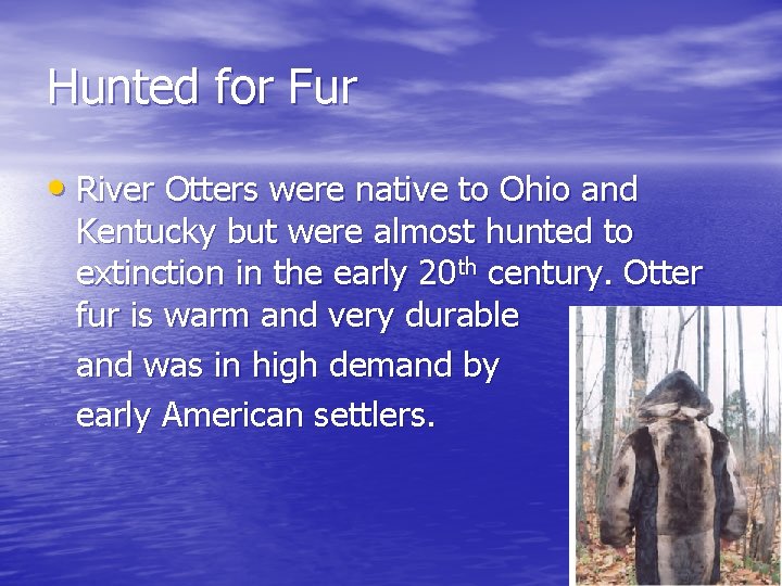 Hunted for Fur • River Otters were native to Ohio and Kentucky but were