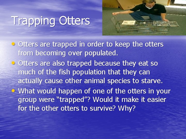 Trapping Otters • Otters are trapped in order to keep the otters • •