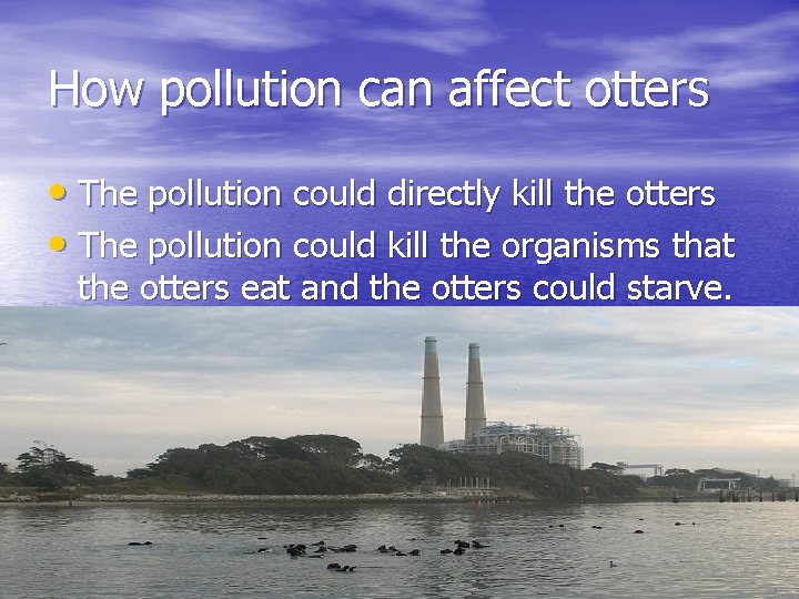 How pollution can affect otters • The pollution could directly kill the otters •