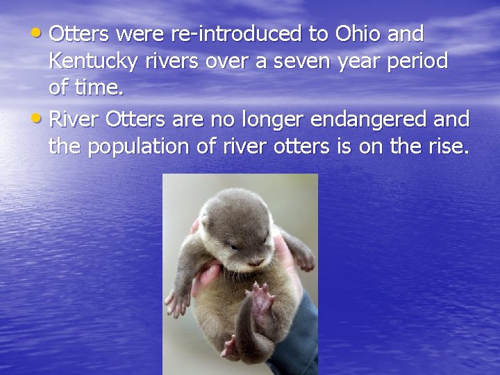  • Otters were re-introduced to Ohio and Kentucky rivers over a seven year