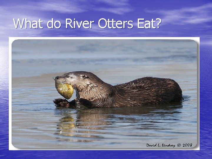 What do River Otters Eat? 