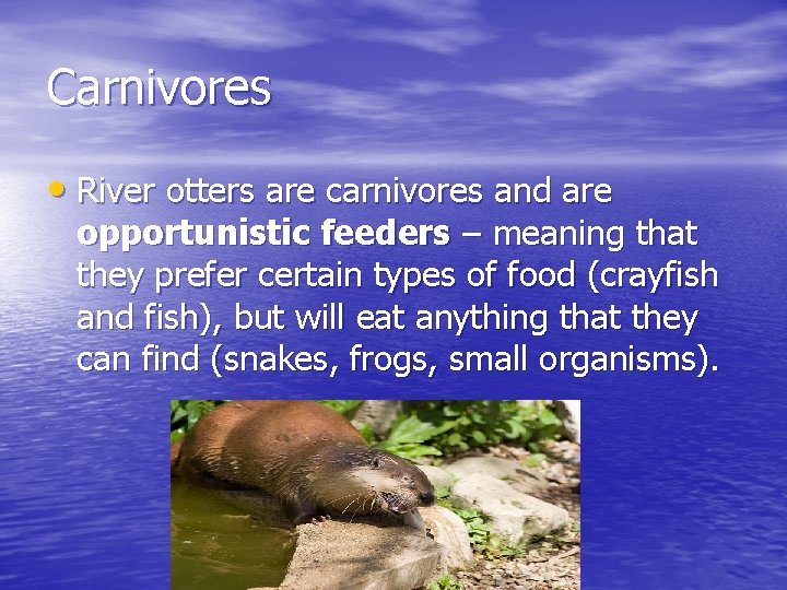 Carnivores • River otters are carnivores and are opportunistic feeders – meaning that they