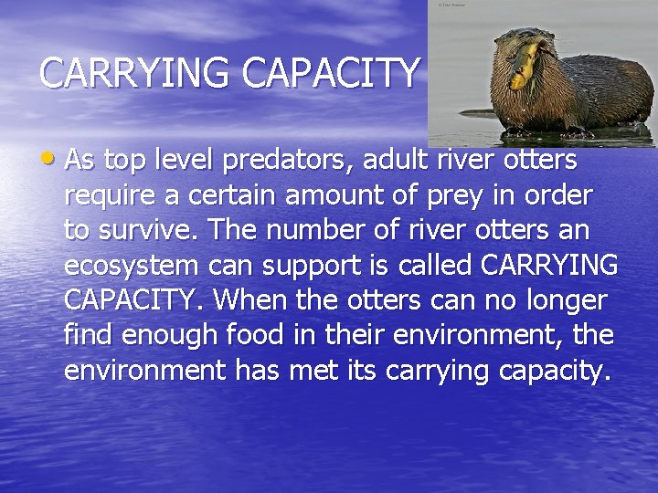 CARRYING CAPACITY • As top level predators, adult river otters require a certain amount