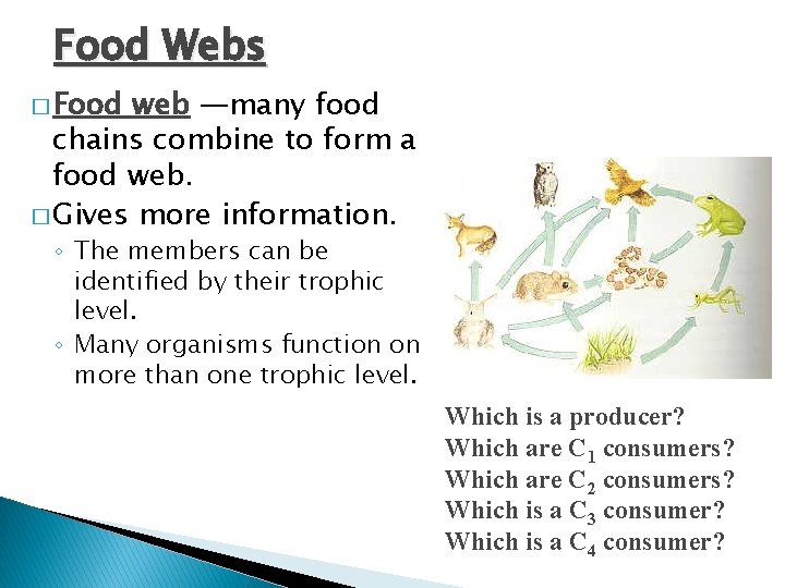 Food Webs � Food web —many food chains combine to form a food web.